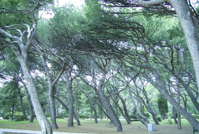 Светлана Ладога