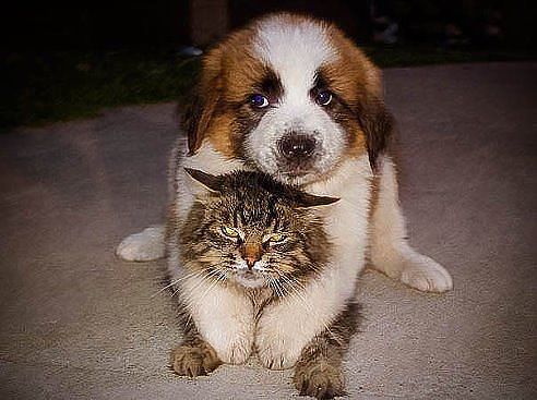 ���� ������������