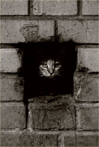 ���� �����