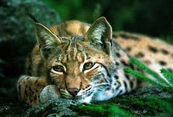 ������� ����������