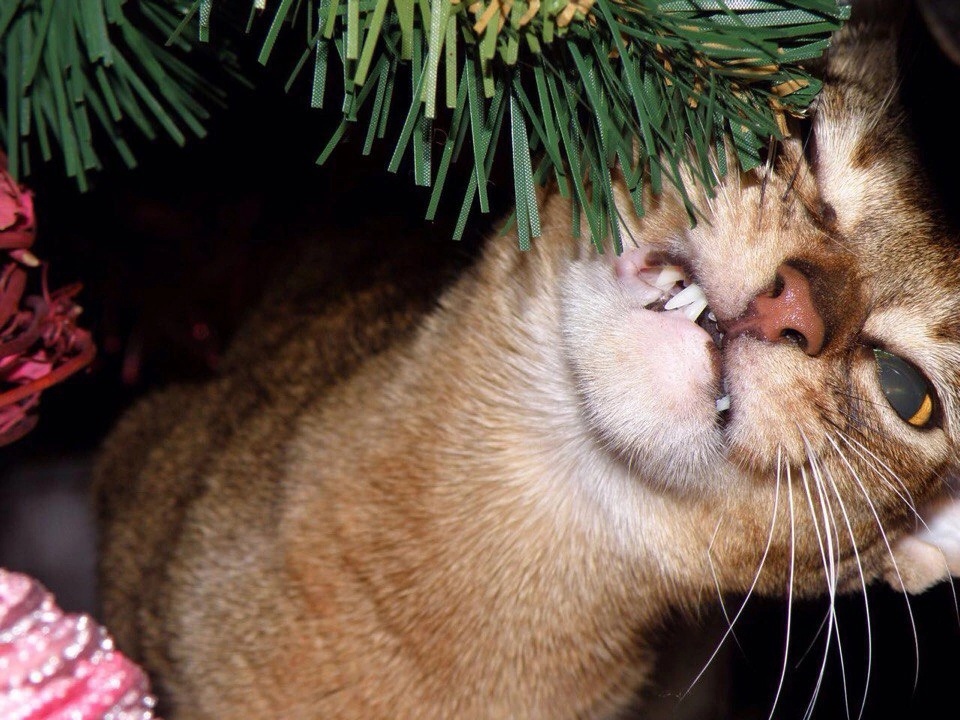 �������� �����