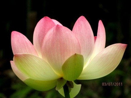 ������ ����