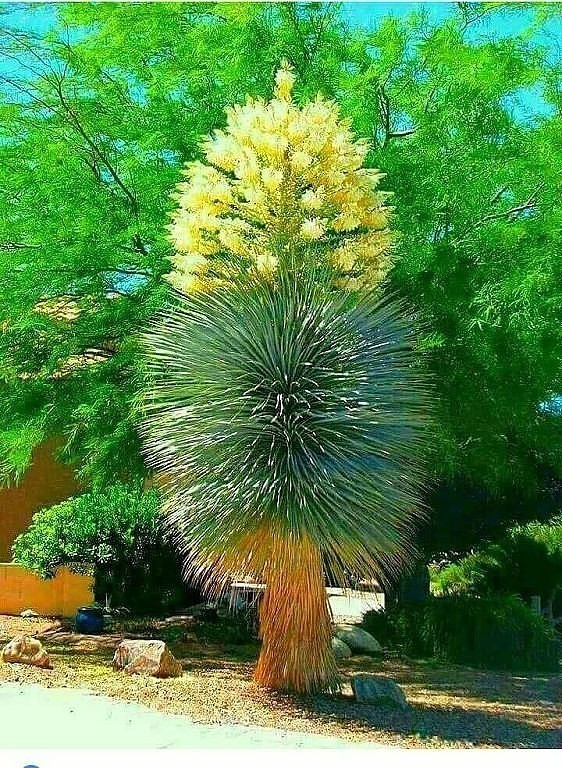 ����� �������� -��������