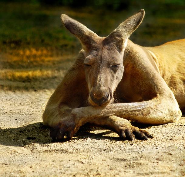 Елена Еремина