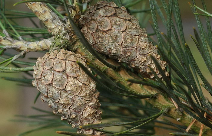 ������ ��������