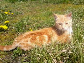 ������� ��������