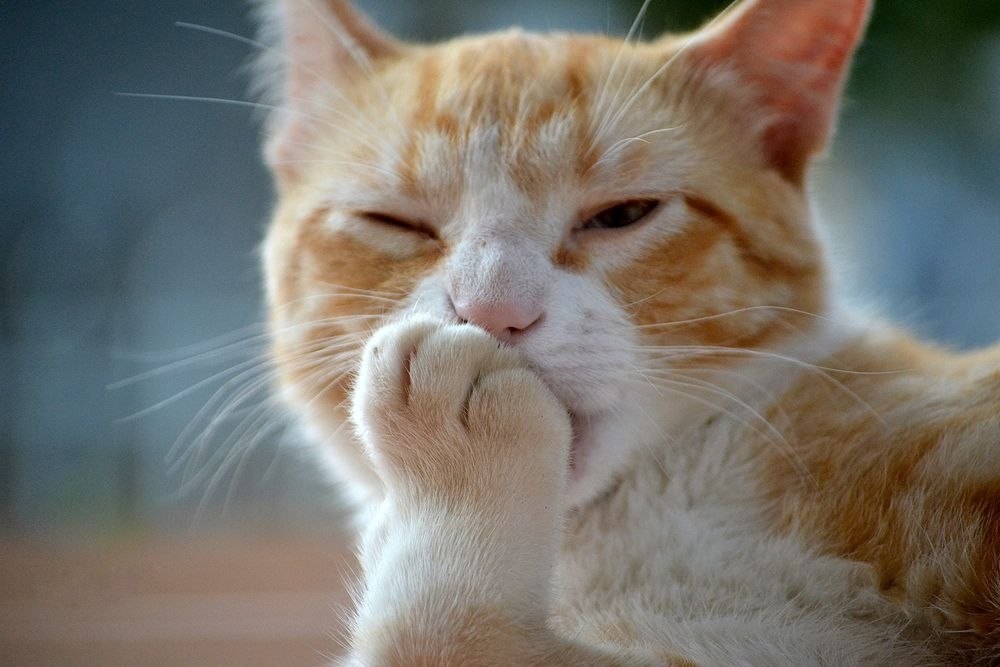 ��� ����