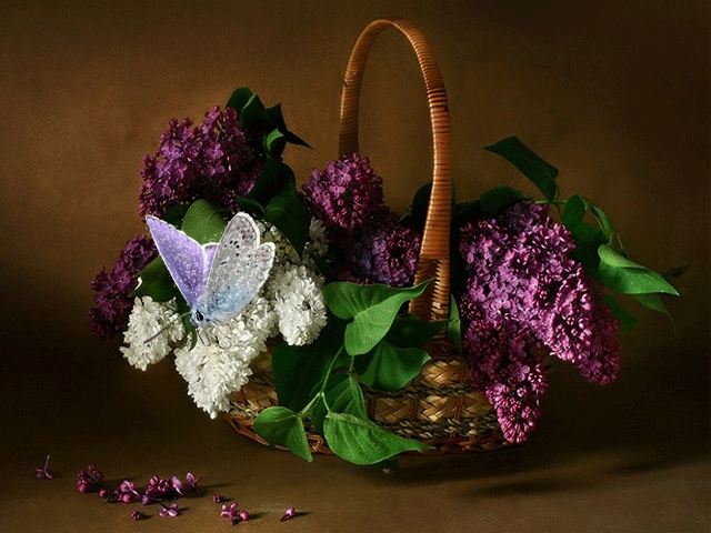 ���� ��������