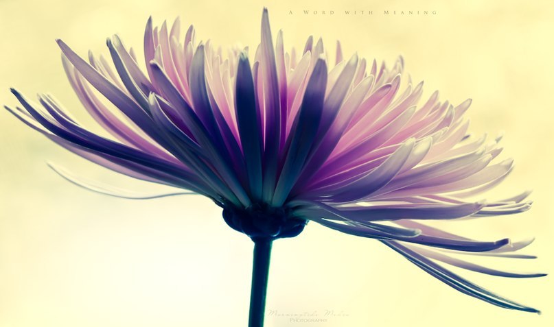 ����� ��������