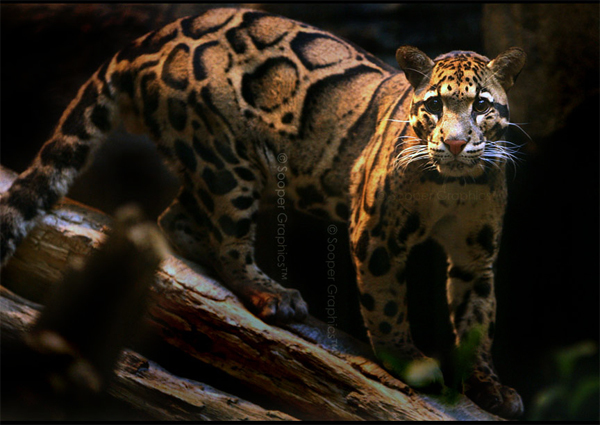 ��������� �������