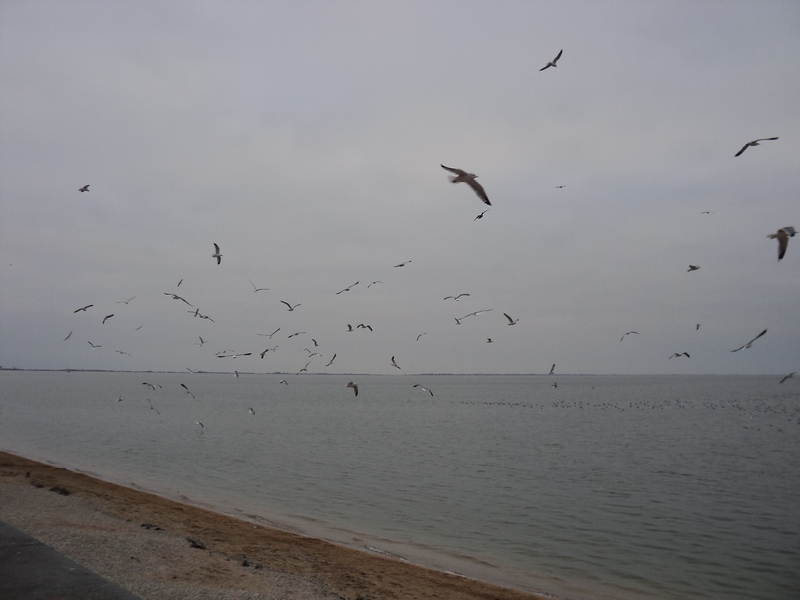 �������� ����