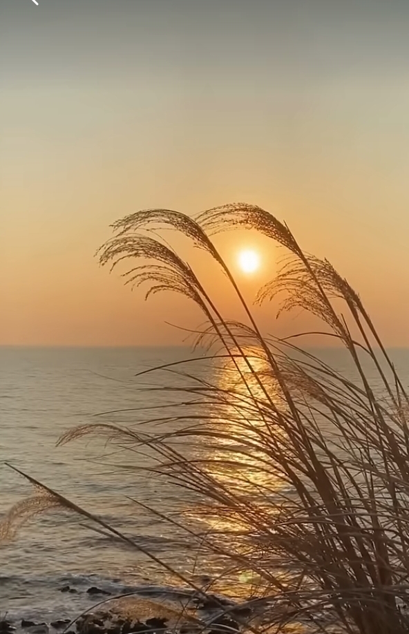 ������� ����������� -�������