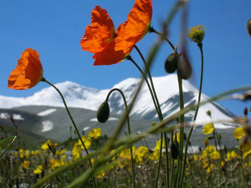 ������� ������