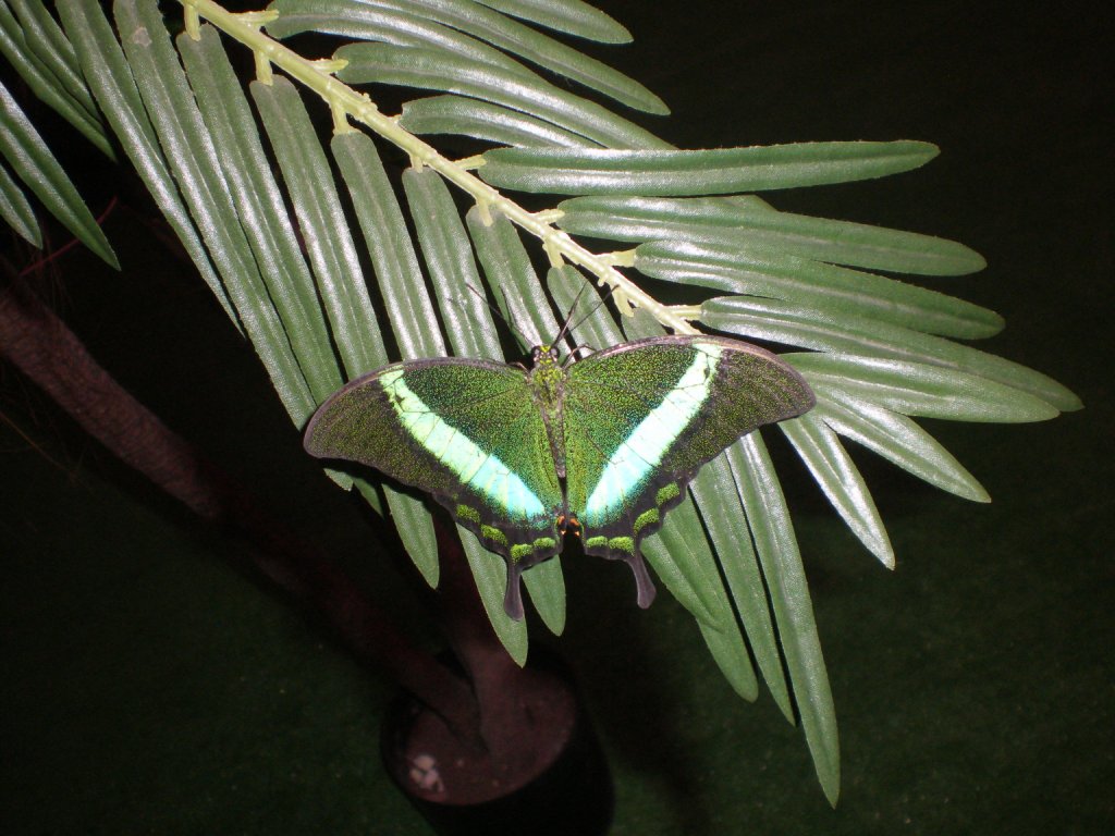 ������� ���������