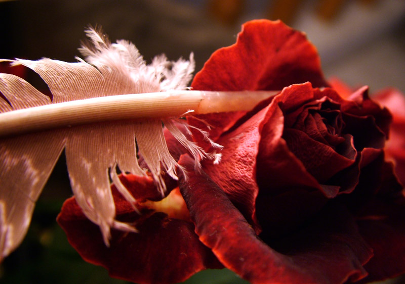 ���� ���