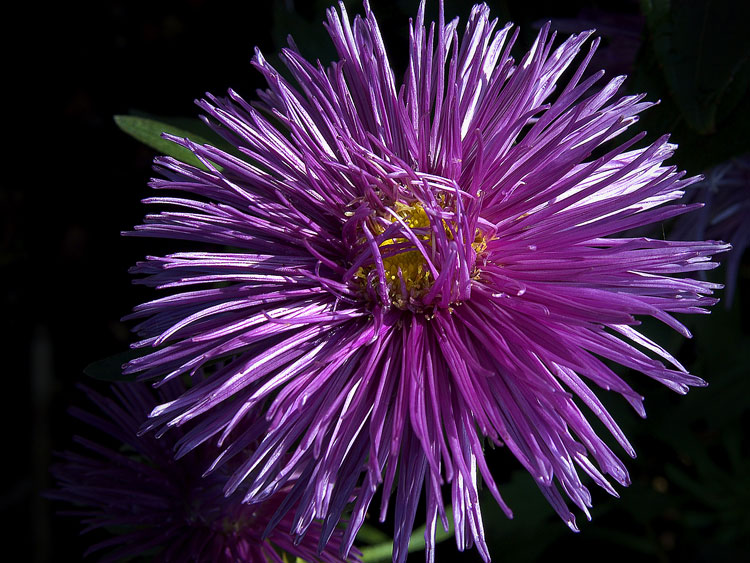 ������� ����� �����