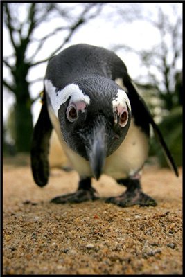 ������ ������