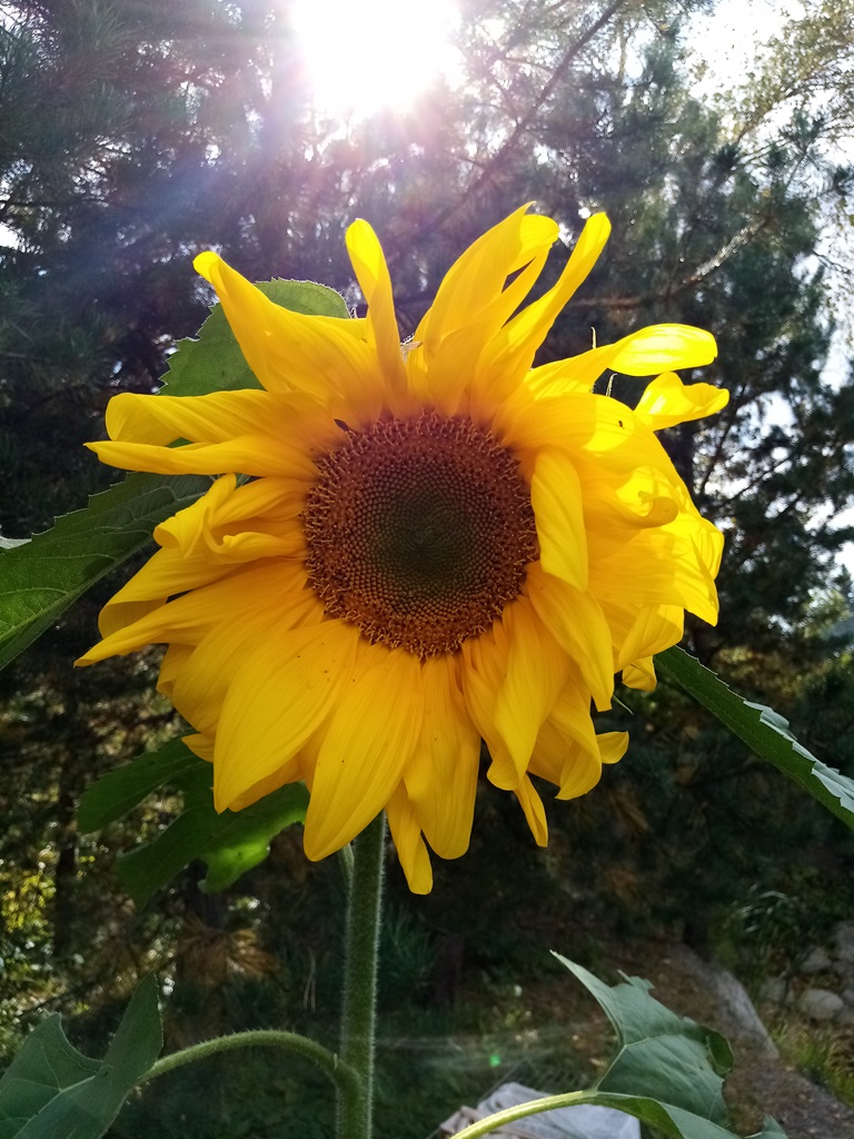 Валерий Лопатин