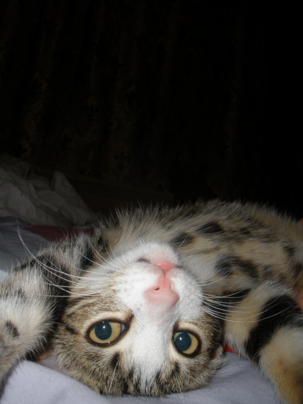 ������� ������