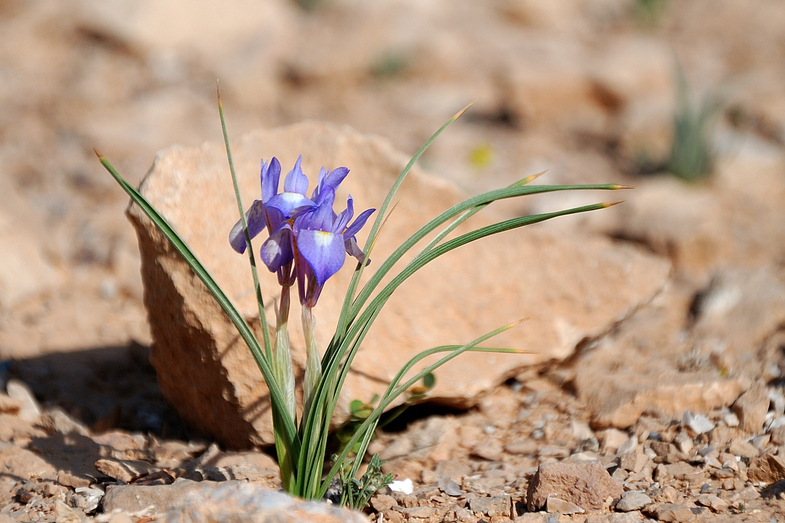 Цветок Пустыни