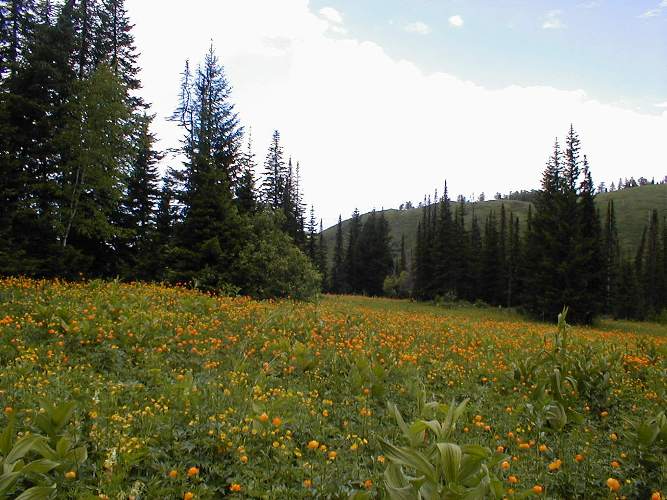 ���� ���������