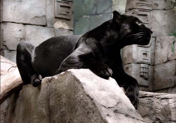 ������ ������