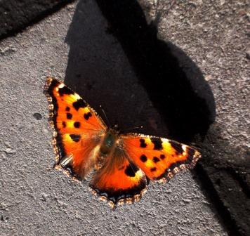 ������� ��������