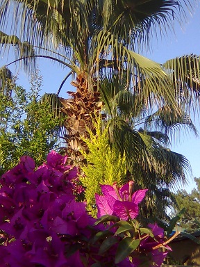 ������ ������