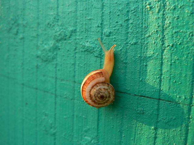 ���� ��������