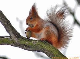 Полина Маценкова