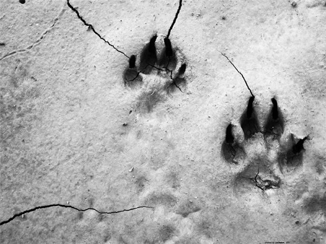 София Лесеева