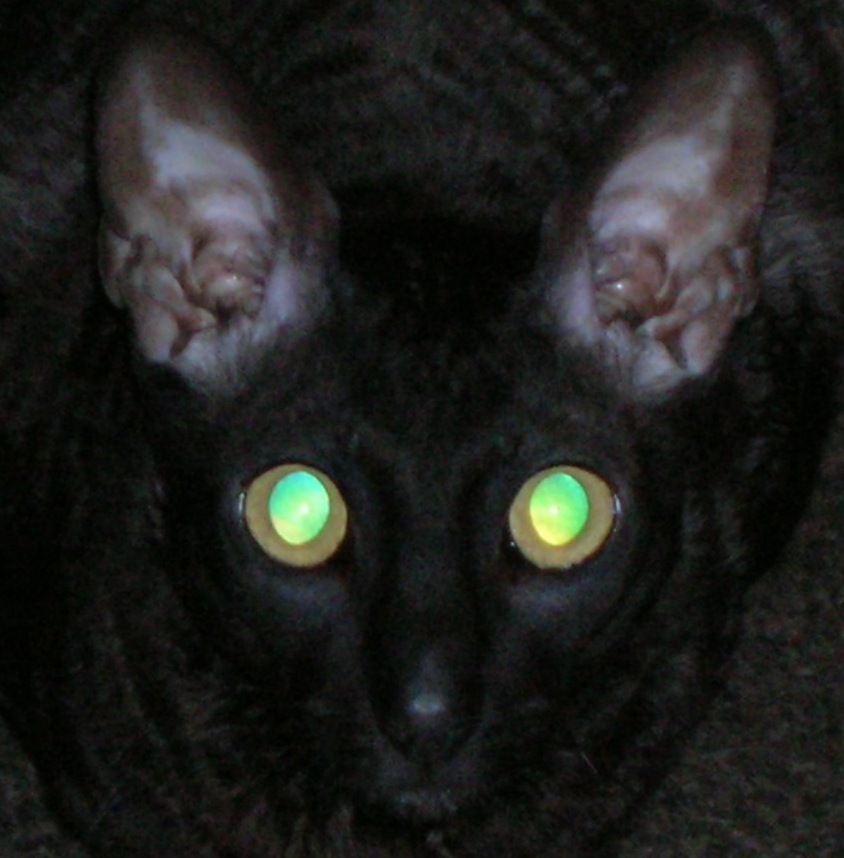 ����� ��������