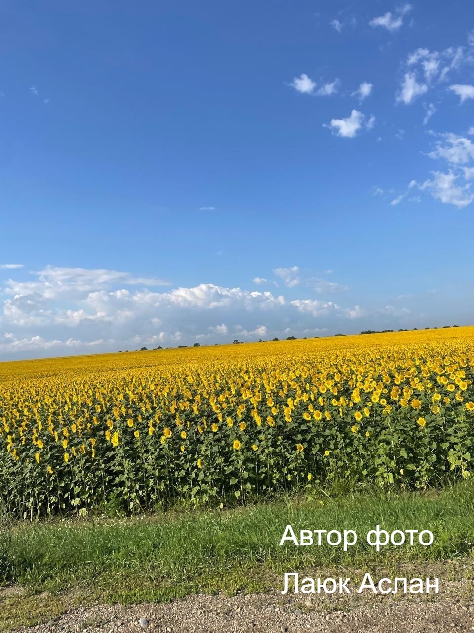 ������ ����