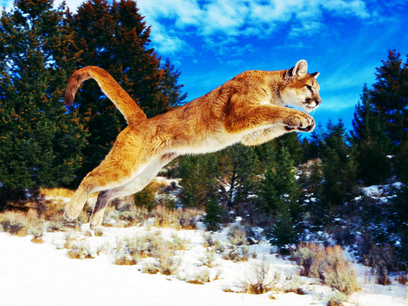 Илья Мальцев