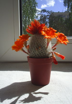 �������� �������