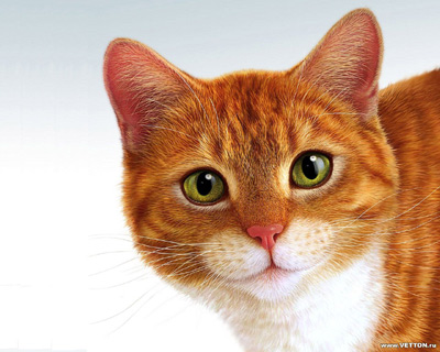 ���� ������