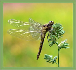 ���� ��������