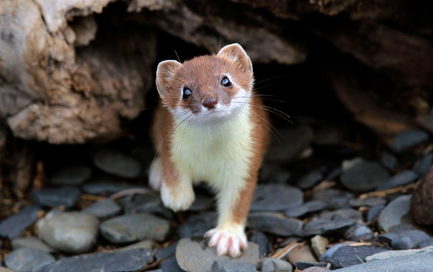 �������� ����������