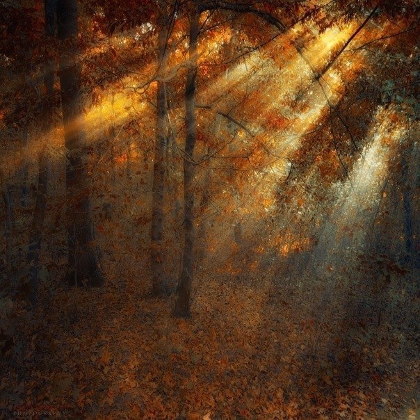 ����� ��������