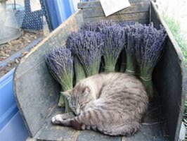 �������� ���������