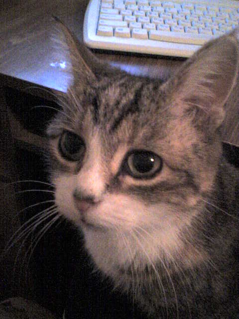 ���� ������