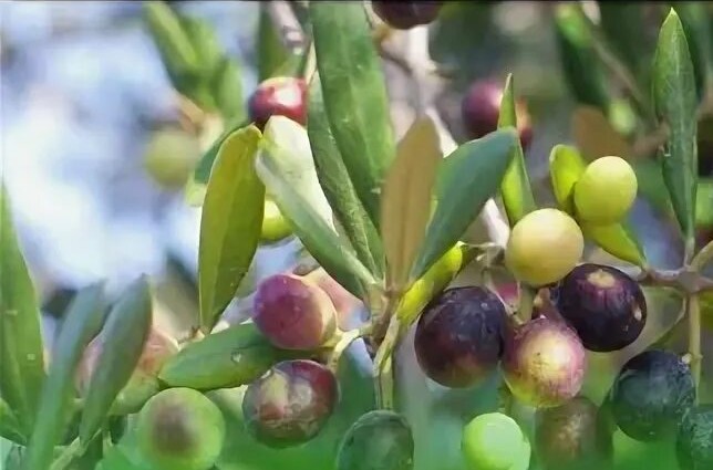 ������ ��������