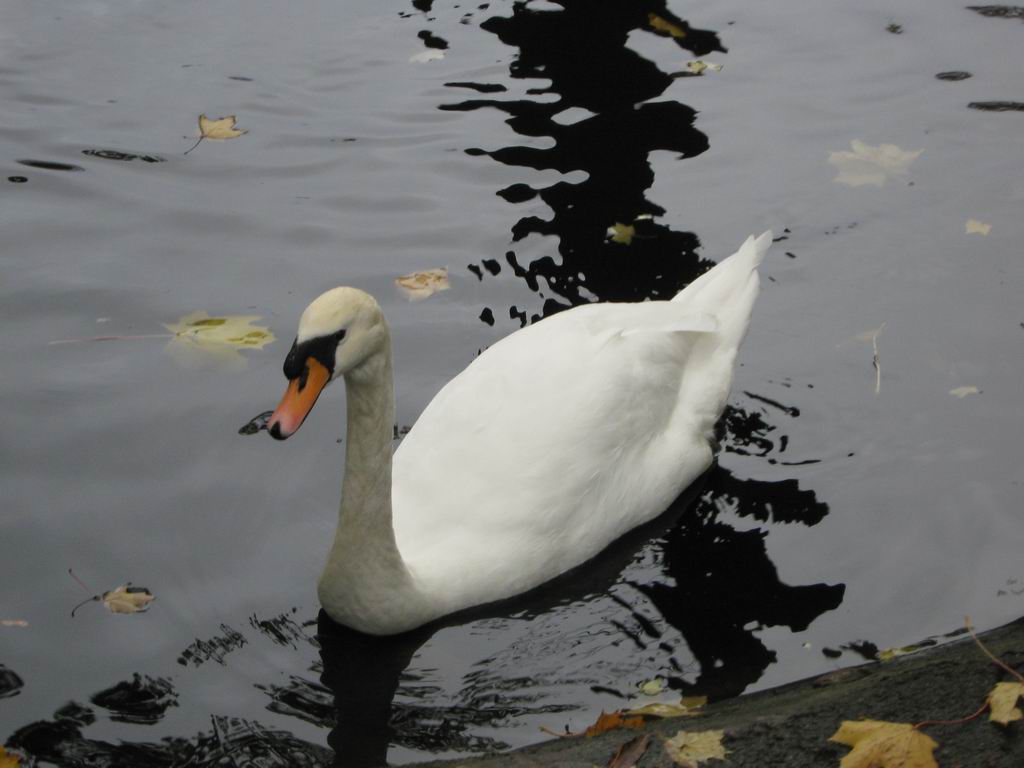 ����� ��������