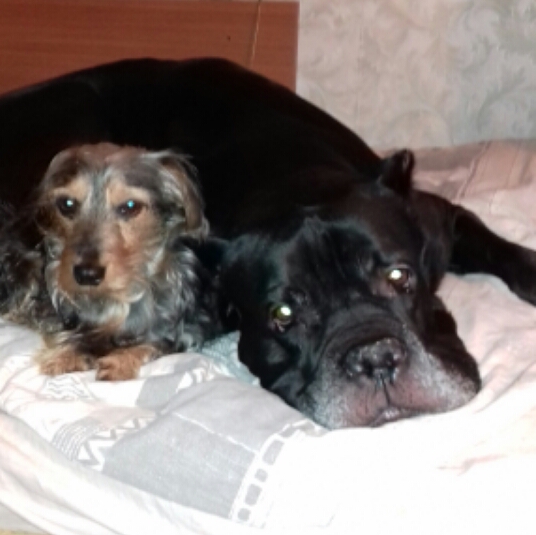 Ильяс Ахмедов