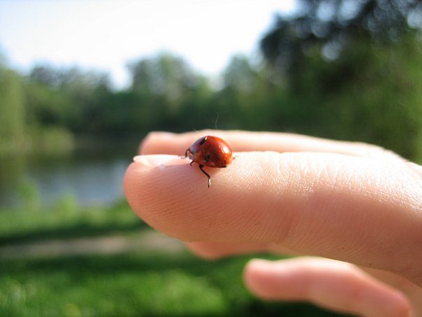 ������ ����������