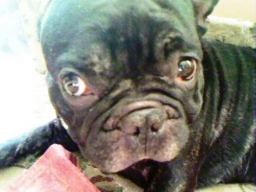 ����� ���������