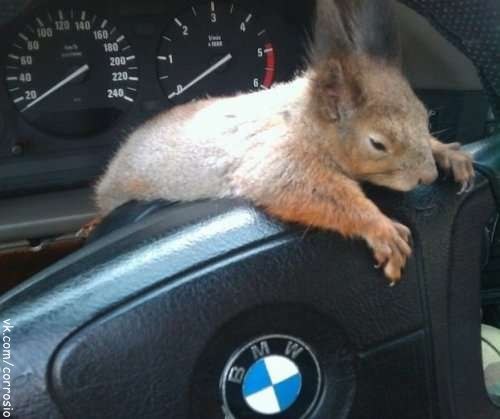 ���� ���������