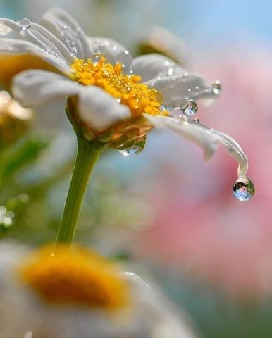 ����� �������