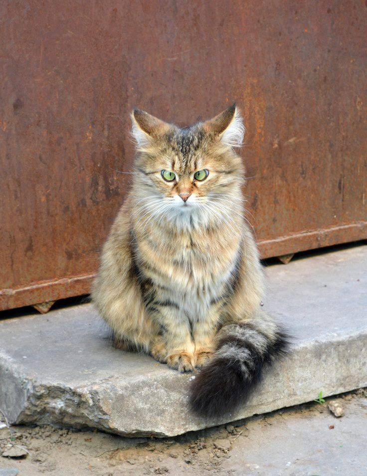 ������ �������