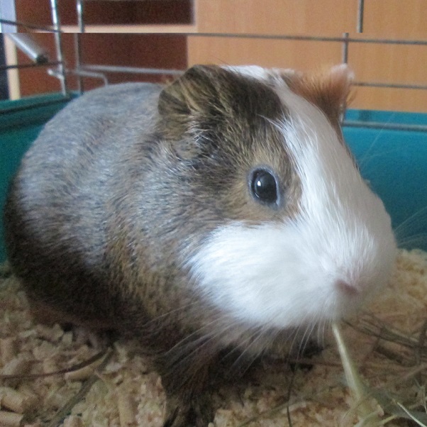 ���� �������